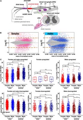 Sexually dimorphic transcriptional programs of early-phase response in regenerating peripheral nerves